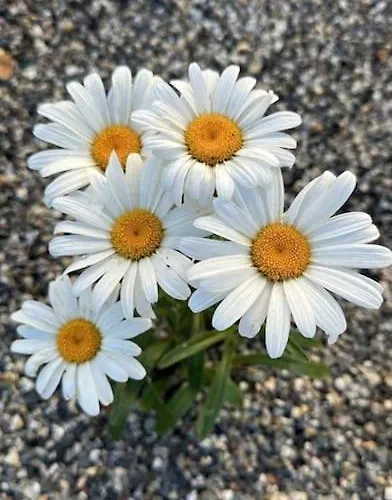 Daisy In Centro A * Côme