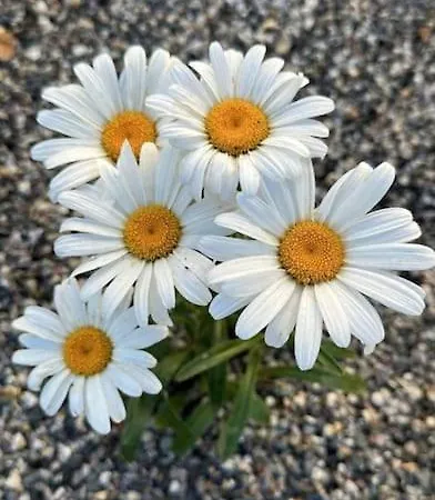 Daisy In Centro A * Côme
